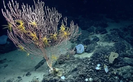 New England | Trump Reopens Commercial Fishing in Protected Area