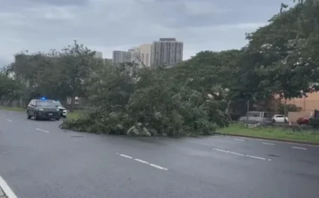 Hawaii’s Powerful Winds Cause Widespread Tree Damage and Power Outages