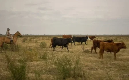 Experts Say Increased Argentina Beef Imports Won’t Significantly Lower Consumer Costs