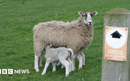 Farmer Supports Council’s Call to Prevent Livestock Attacks