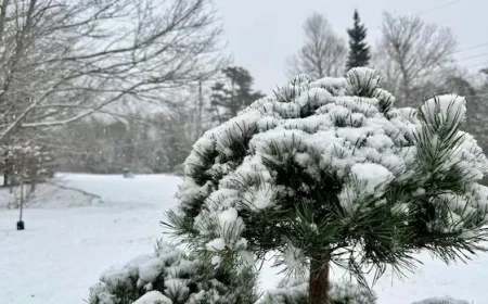Wintry Storm Hits Nova Scotia, Sparks Snow-Clearing Operations