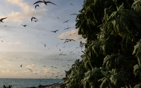 US Sanctions Marshall Islands, Palau Officials over China-Related Concerns