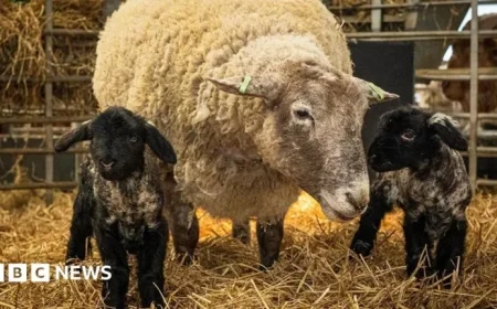Britain’s ‘Loneliest’ Sheep Welcomes First Lambs