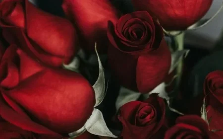 FBI and BBB Warn North Carolinians of Romance Scams Before Valentine’s Day