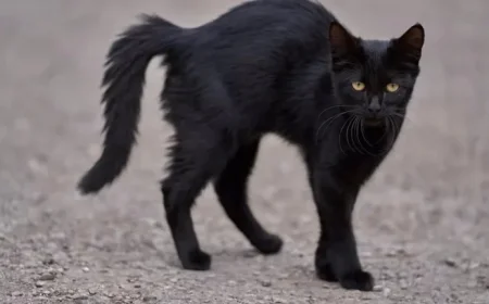 Is Friday the 13th Truly Unlucky? Exploring the Superstition