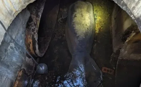 Florida Rescuers Free 410-Pound Manatee Trapped in Storm Drain