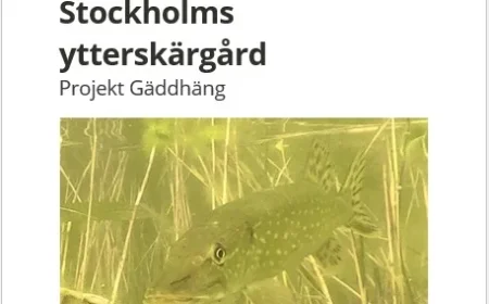 Restoring Predatory Fish Populations in Stockholm’s Outer Archipelago