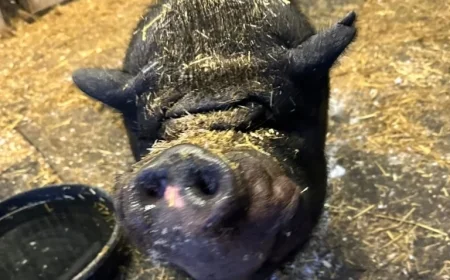 Find Platonic Fun This Valentine’s Day with Percy