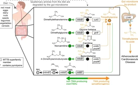 How Gut Microbes Influence Heart Health