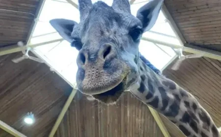 Toronto Zoo’s Kiko the Giraffe Died of Heart Failure, Postmortem Reveals