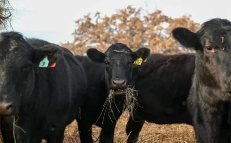 Shrinking U.S. Cattle Herd Causes 15% Beef Price Surge