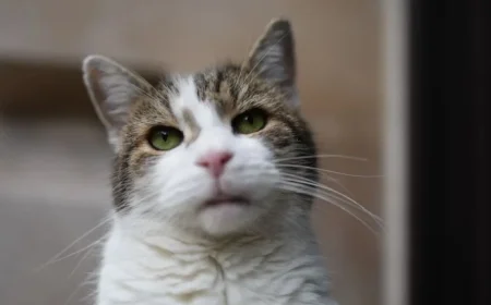 Larry the Cat Marks 15 Years as Downing Street’s Chief Mouser