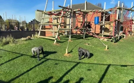 Discover This Hidden Gem: A Family-Friendly Zoo Near Birmingham Awaits