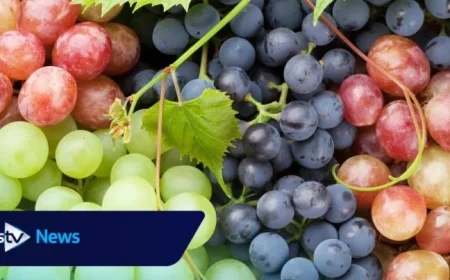 Tesco Recalls Popular Fruit Snack Due to Contamination Concerns