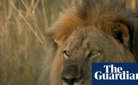 TV Tonight: Remembering Cecil the Lion, Victim of Trophy Hunting