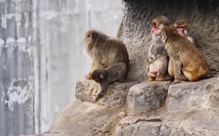 Viral Story: Abandoned Baby Monkey Reunites with New Family