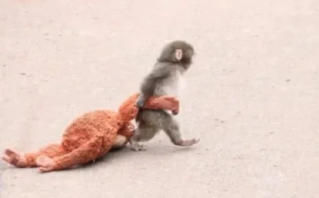 Athletic vs. Elche: Pursuing Vital Three Points for Different Goals