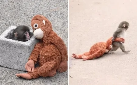 Punch: The Rescued Monkey Captivating the Internet