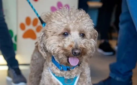 Airport Hero Officer Adopts Rescued Dog