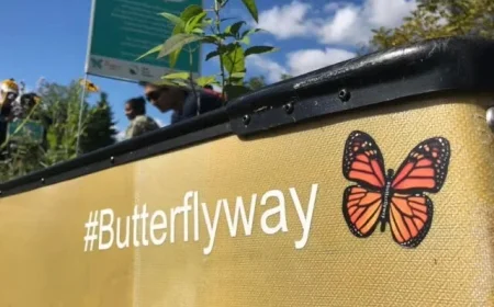 Creating a Butterfly Haven: Transform Your Garden into a Joyful Retreat