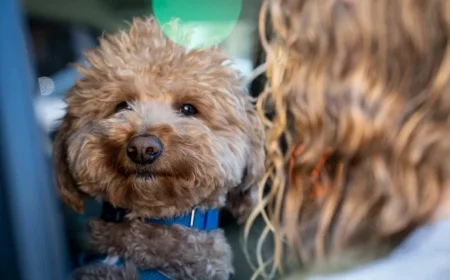 Officer Adopts Abandoned Dog at Airport Ticket Counter – The Washington Post