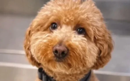 Cop Adopts Abandoned Puppy Rescued at Las Vegas Airport