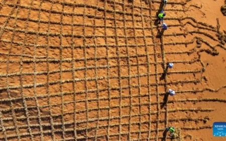 China Converts Desert Sand to Fertile Soil in Just 10 Months