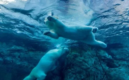 BTC Drops to $64,000 as IBM Faces New AI Challenges