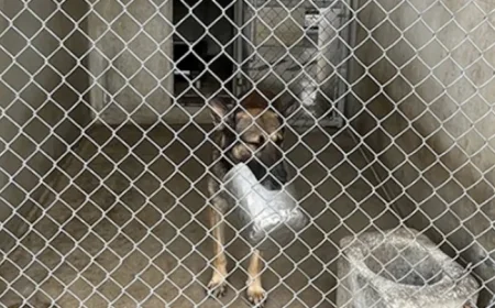 Pentagon Report: 4 Military Dogs Die Due to Poor Kennel Conditions