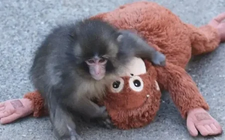 Ikea’s Stuffed Orangutan Toy Sells Out Instantly in Stores