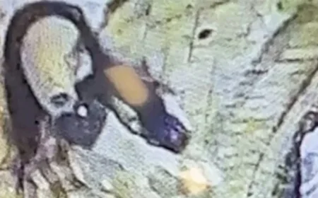 Maryland Man Disguised to Murder Millionaire Philanthropist in Nursing Home