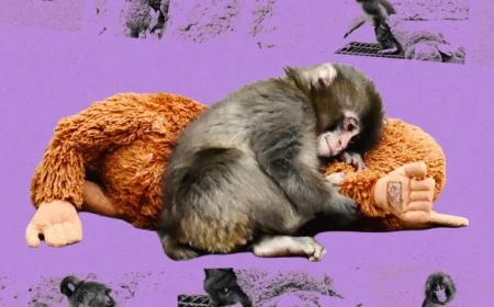 Why a Baby Monkey’s Rejection Went Viral and Touched Hearts