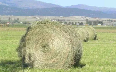 75-Year-Old Suspected of Hay Smuggling Amid FMD Outbreak