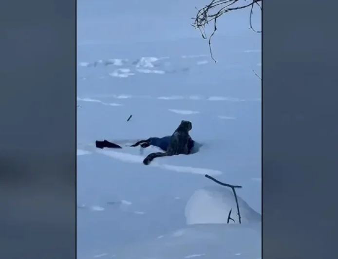Snow Leopard Attacks Tourist Attempting Photo in China