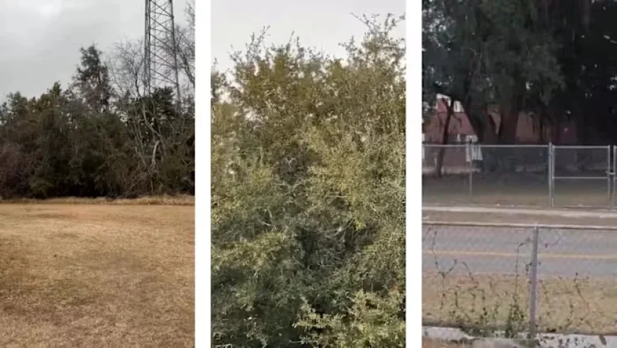 Northeast Florida and Southeast Georgia Experience Snow Flurries