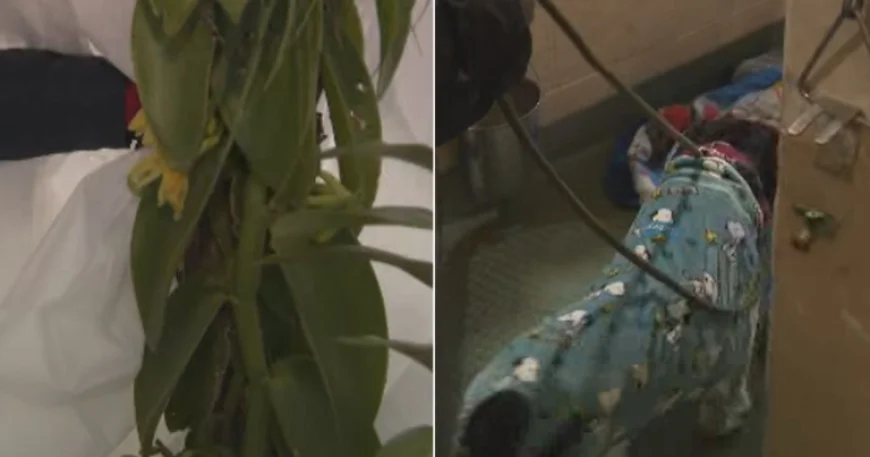 Cold Snap Strains South Florida Farms and Animal Shelters Seek Foster Homes