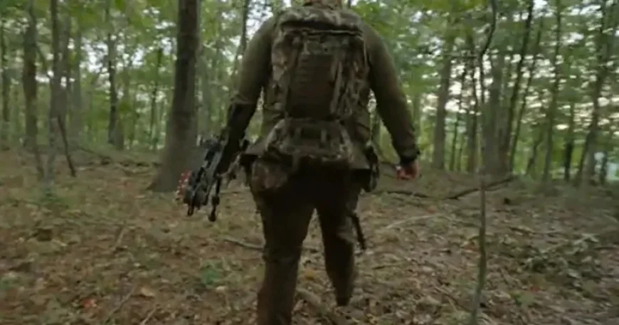 Ozark Bear Hunt Intensifies: Search Underway