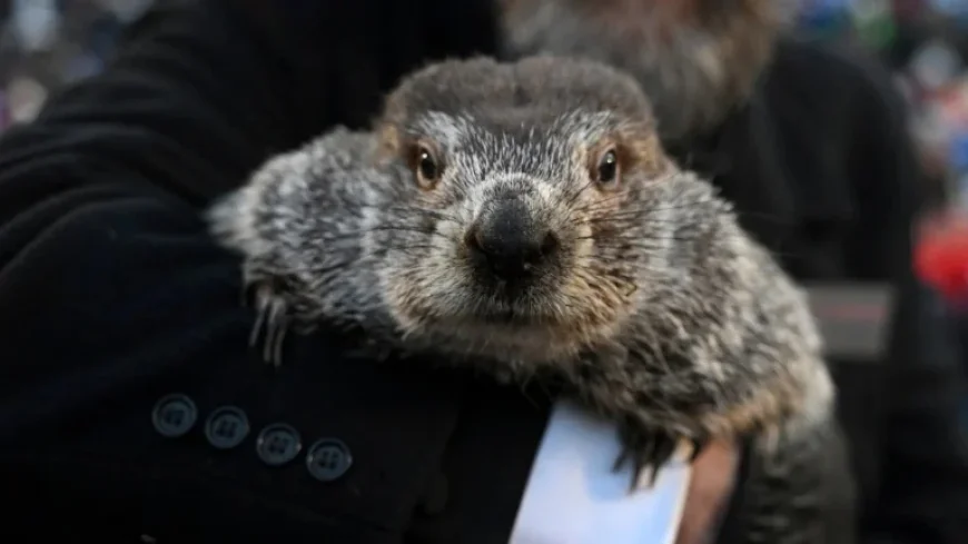 Punxsutawney Phil’s Winter Prediction Spotlighted on Groundhog Day: NPR