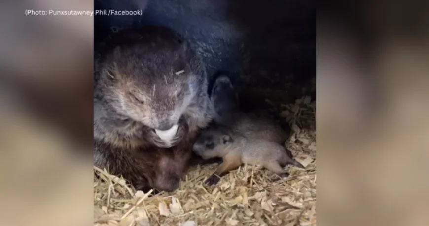 Punxsutawney Phil’s Offspring: Insights on His Legacy this Groundhog Day