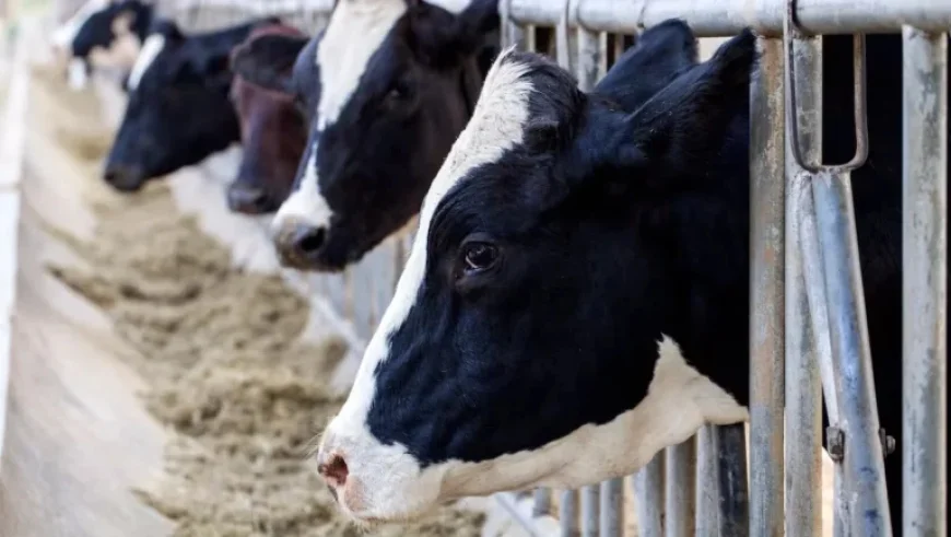 Dairy Prices to Rise 2-3% in Grocery Stores