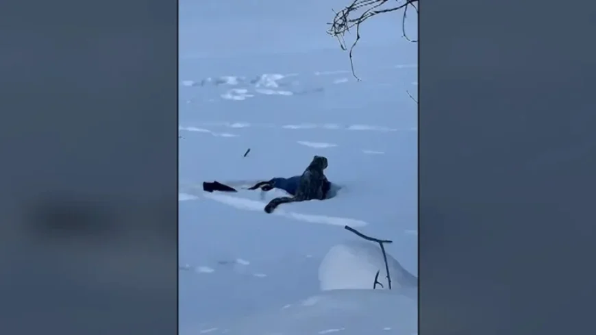 Snow Leopard Attacks Tourist Attempting Photo in China