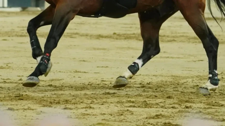 FEI Investigates Doha Warm-Up Altercation