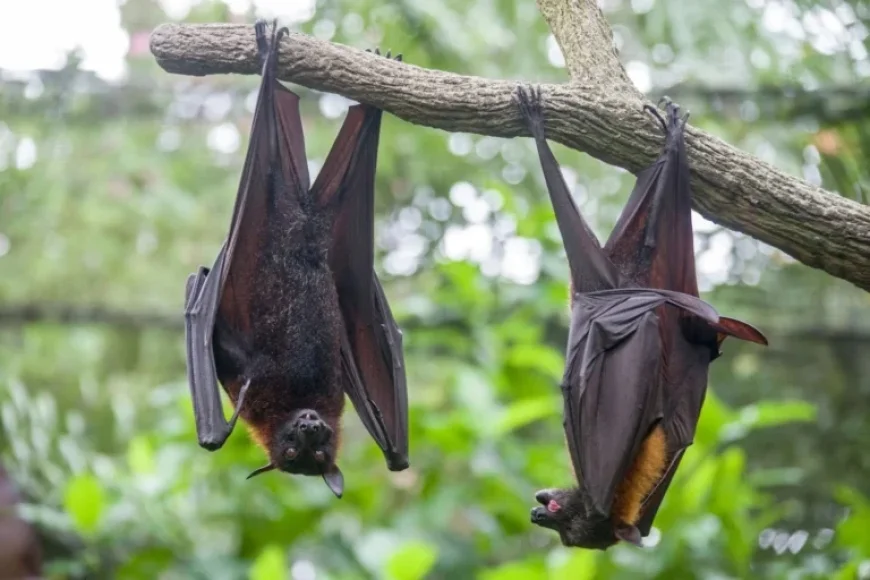 Understanding Nipah Virus: Origin, Locations, and Transmission Methods