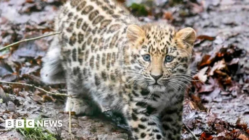 Rare Leopard Cub Zeya Debuts at Dartmoor Zoo