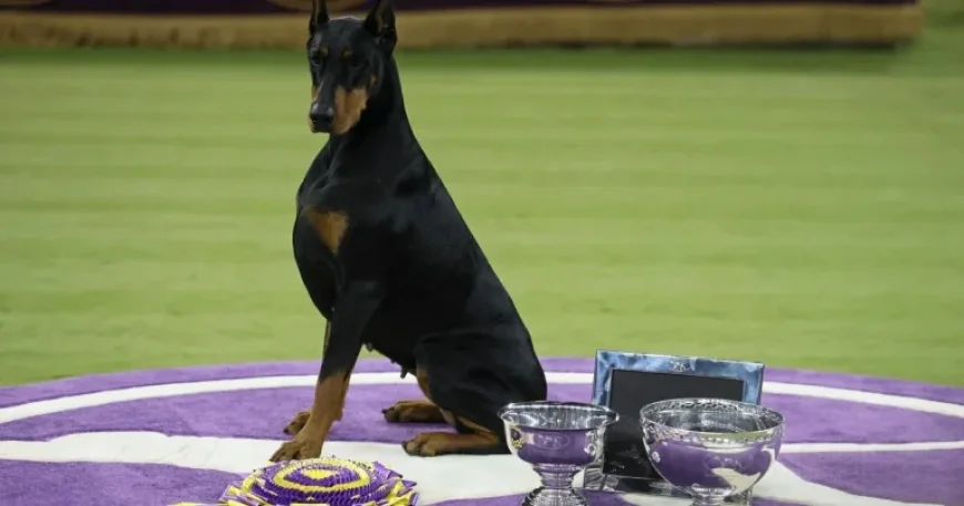 Doberman Pinscher Penny Wins Best in Show at 150th Westminster Dog Show