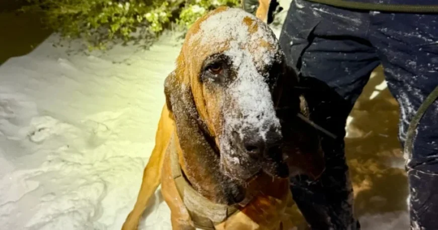 Police Dog Rescues North Carolina Boy with Special Needs in Snowstorm
