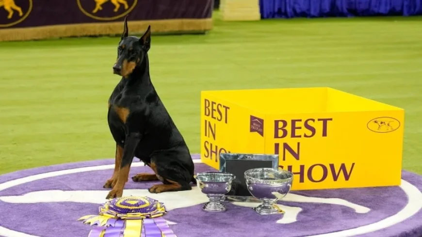 Highlights from the 150th Westminster Dog Show: NPR Picture Show