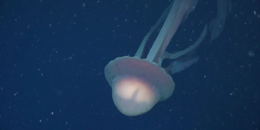 Rare Bus-Sized Phantom Jellyfish Captured on Video Near Argentina Coast