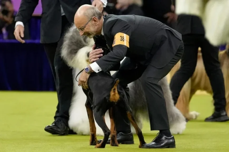 Westminster Show: Top Honors Awarded to Champion Dog