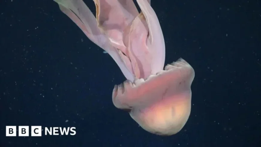 Phantom Jellyfish Spotted in Deep Sea off Argentina’s Coast